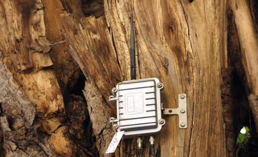 古树倾斜预警和防盗监测中的加速度传感器应用
